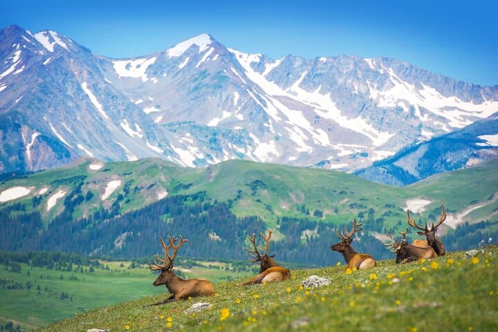Private Birding Hike in Rocky Mountain National Park — Naturalist-Guided Wildlife Walk