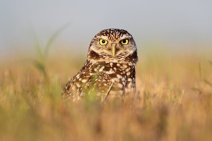 Private Nature Tour for Couples — Front Range Birding, Hike & Picnic near Denver photo 5