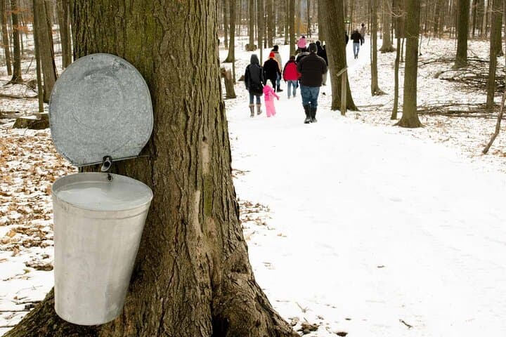 Inside the Sugar Bush: Maple Syrup Tour and Taffy-on-Snow Experience