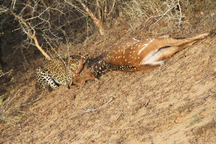 Yala National Park Leopard Safari: Morning Jeep Game Drive from Palatupana photo 3