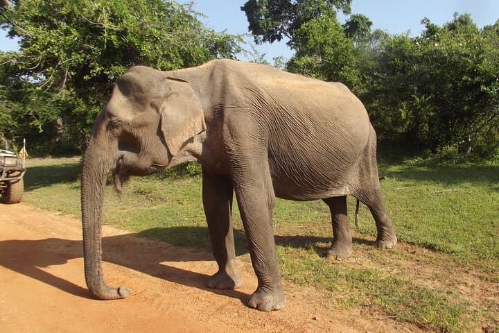 Yala National Park Leopard Safari: Morning Jeep Game Drive from Palatupana photo 4