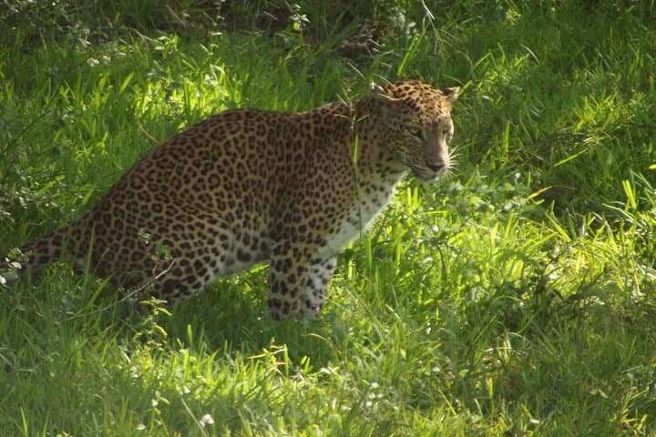Yala National Park Leopard Safari: Morning Jeep Game Drive from Palatupana photo 5