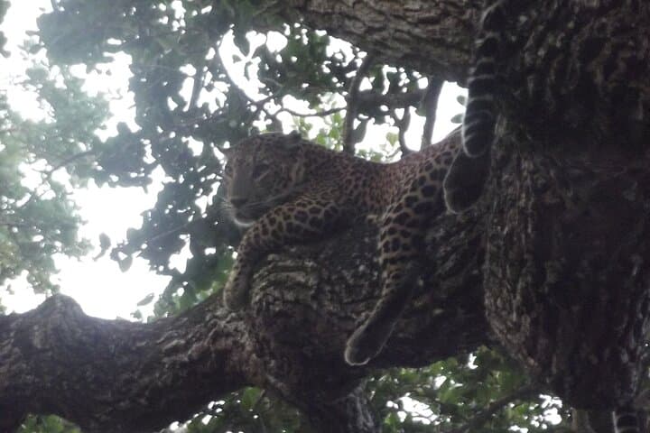 Yala National Park Leopard Safari: Morning Jeep Game Drive from Palatupana photo 6