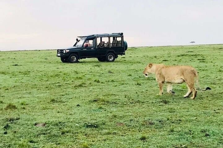 3-Day Amboseli Safari by Flight from Diani or Mombasa — Kilimanjaro Views & Big Five photo 2