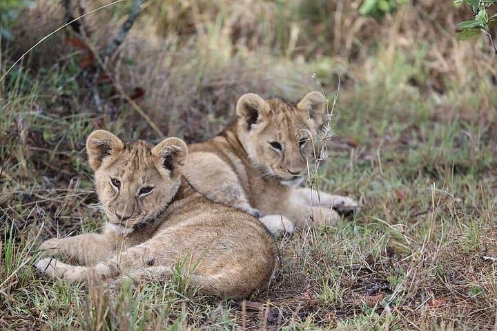 3-Day Amboseli Safari by Flight from Diani or Mombasa — Kilimanjaro Views & Big Five photo 3