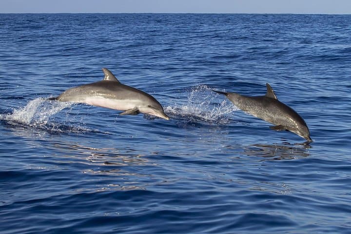 Dolphin Watching and Wildlife Trip from Faro — Ria Formosa Boat Tour photo 3