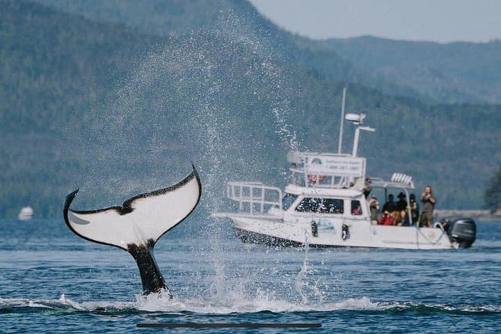Orca Cove Sea Kayaking — Ketchikan Small-Group Wilderness Kayak Tour photo 3