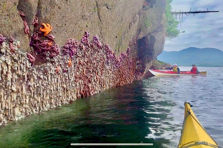 Orca Cove Sea Kayaking — Ketchikan Small-Group Wilderness Kayak Tour photo 6
