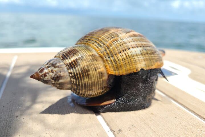 Half-Day Private Boating Adventure on the Avalon Funship at Clearwater Beach photo 6