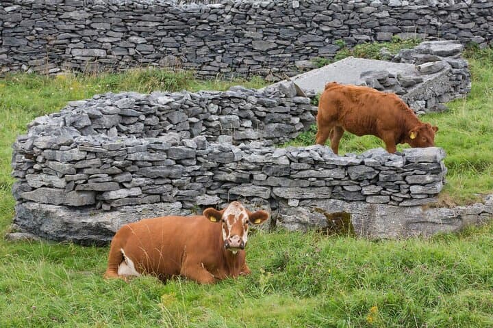 Private Cultural Tour of Inisheer: Horse-and-Trap, Lunch & Island History photo 3