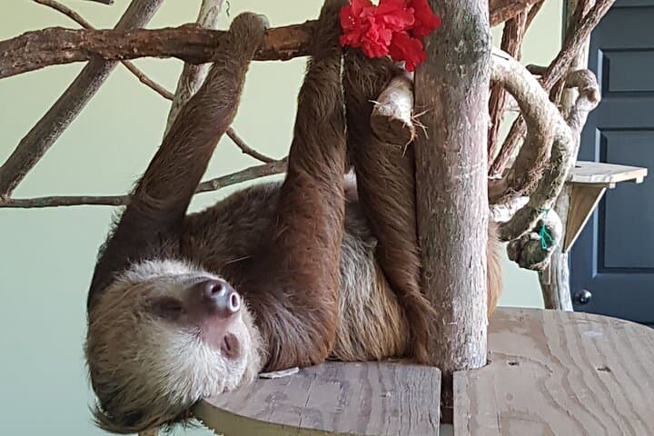 Gamboa Zipline Canopy and Sloth Sanctuary Day Trip from Panama City