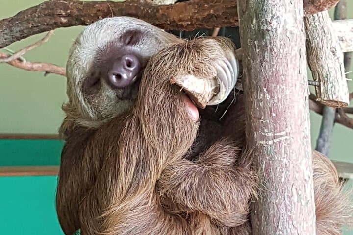 Gamboa Zipline Canopy and Sloth Sanctuary Day Trip from Panama City photo 4