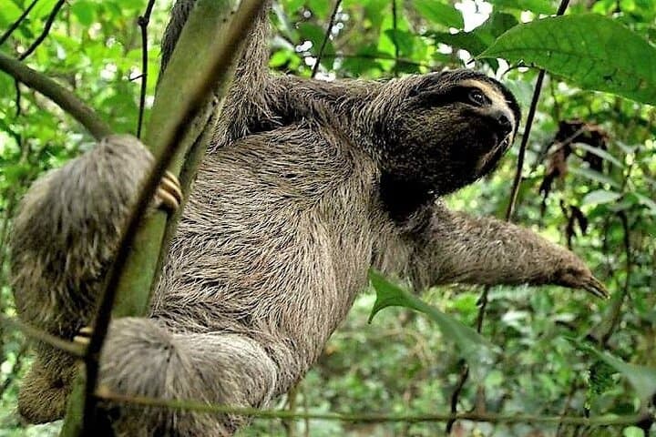 Gamboa Zipline Canopy and Sloth Sanctuary Day Trip from Panama City photo 6
