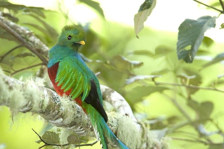 El Quetzal Birdwatching Tour from Guatemala City: See Guatemala's National Bird photo 2