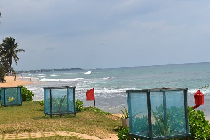 8-Day Hill Country and Coastal Tour of Sri Lanka: Sigiriya, Kandy, Ella, Yala & Mirissa photo 4