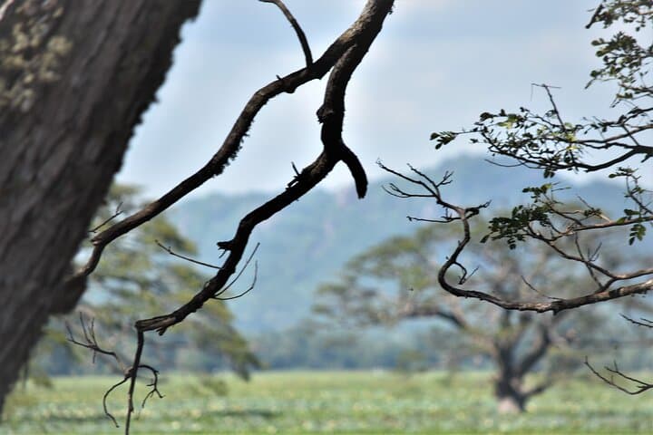 8-Day Hill Country and Coastal Tour of Sri Lanka: Sigiriya, Kandy, Ella, Yala & Mirissa photo 6
