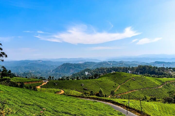 Best of Kerala: 8-Day Private Tour from Kochi — Munnar, Periyar & Backwaters photo 4