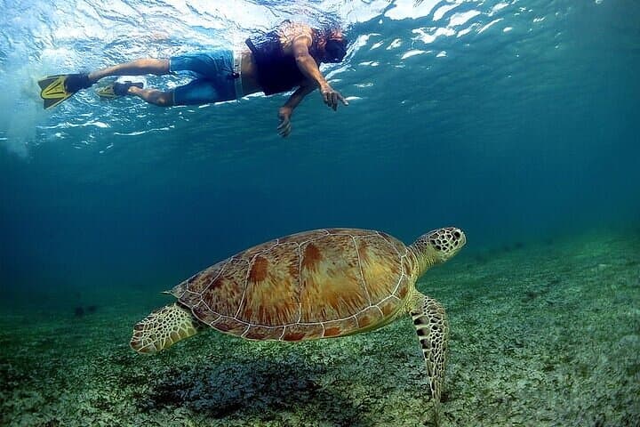 Snorkel with Turtles and Swim a Cenote — Half-Day Riviera Maya Adventure photo 2