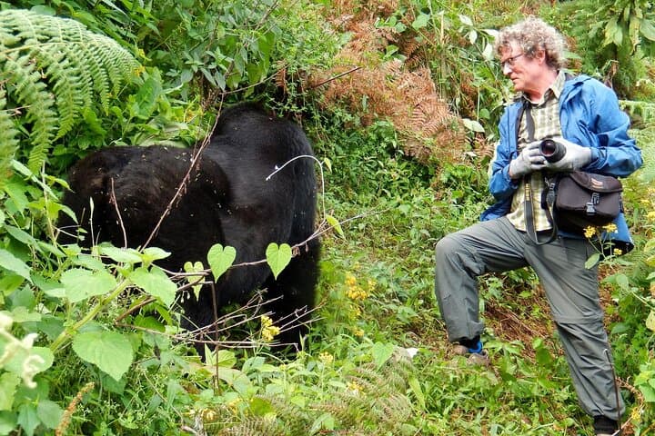 11-Day Uganda Safari: Gorilla Trekking, Chimpanzees & Lake Bunyonyi Escape