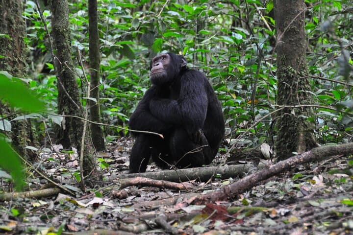 11-Day Uganda Safari: Gorilla Trekking, Chimpanzees & Lake Bunyonyi Escape photo 3