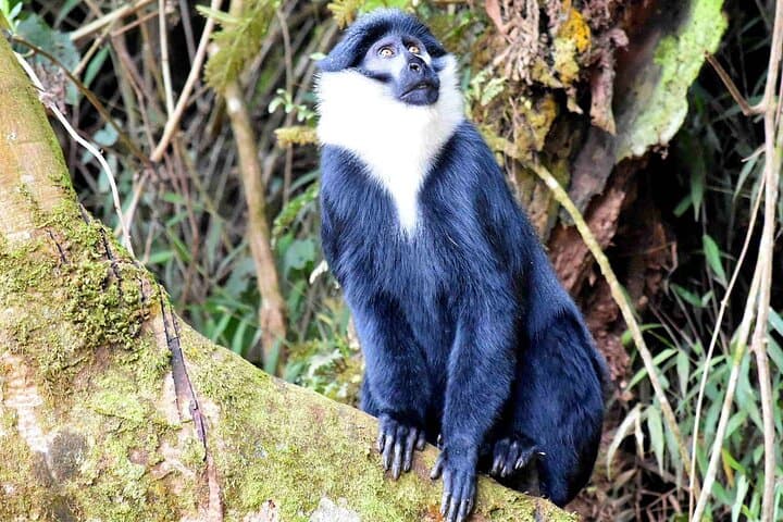 11-Day Uganda Safari: Gorilla Trekking, Chimpanzees & Lake Bunyonyi Escape photo 5
