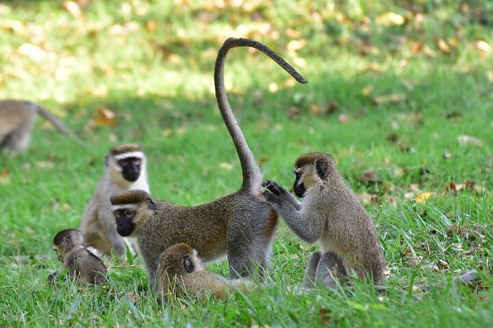 11-Day Uganda Safari: Gorilla Trekking, Chimpanzees & Lake Bunyonyi Escape photo 6