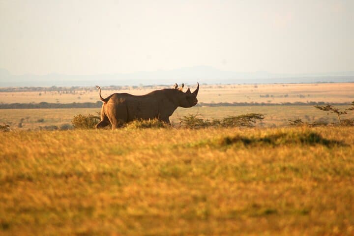 Day Safari at Ol Pejeta Conservancy - See Kenya's Big Five and the Northern White Rhino
