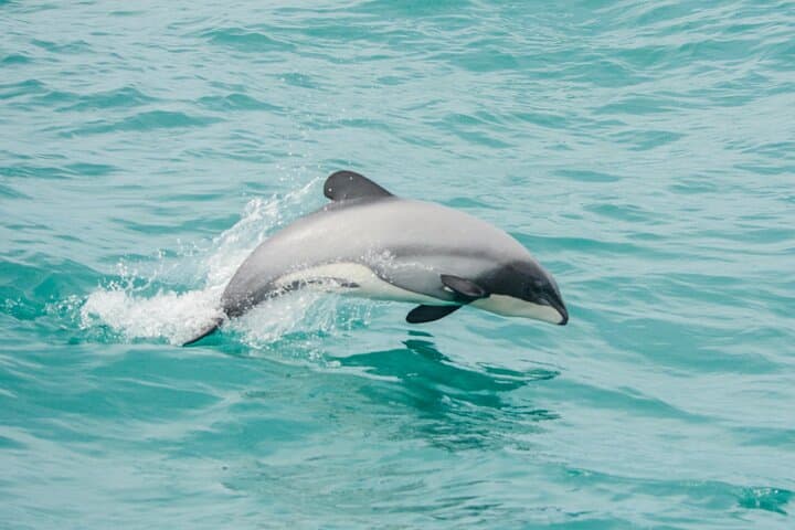 Akaroa Harbour Dolphin Cruise: Hector's Dolphins, Penguins & Seals