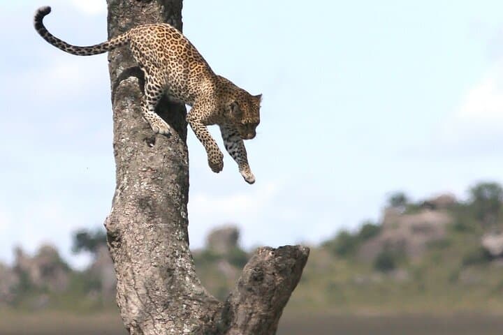 10-Day Tanzania Safari: Serengeti, Ngorongoro & Tarangire Premium Package photo 5