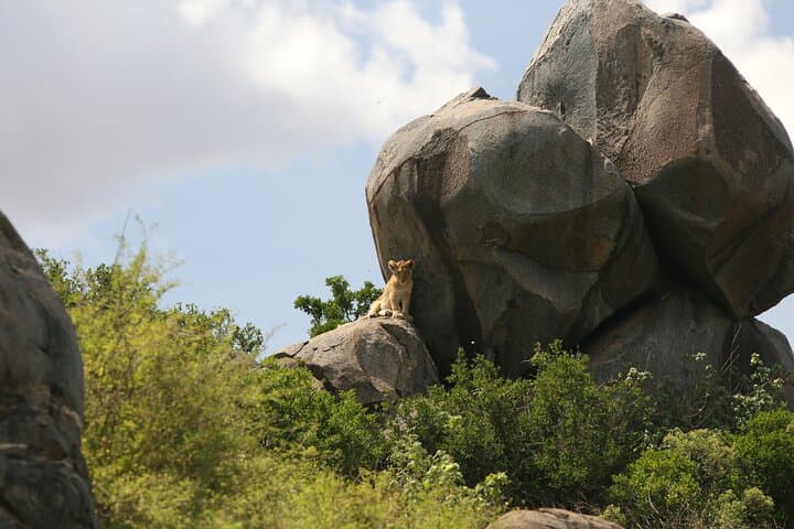 10-Day Tanzania Safari: Serengeti, Ngorongoro & Tarangire Premium Package photo 6