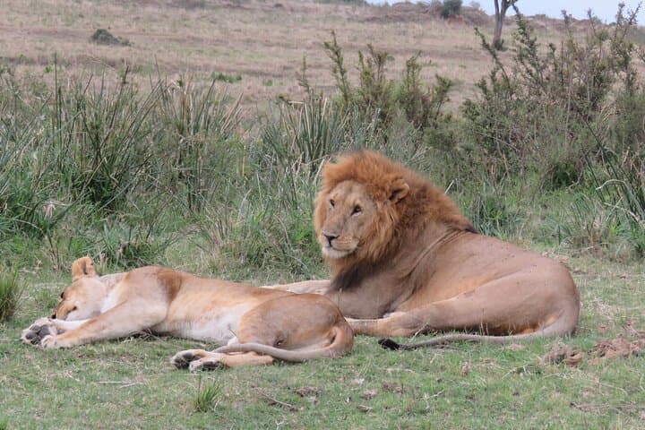 Budget Safari: 5-Day Masai Mara, Lake Nakuru & Hell's Gate from Nairobi photo 3