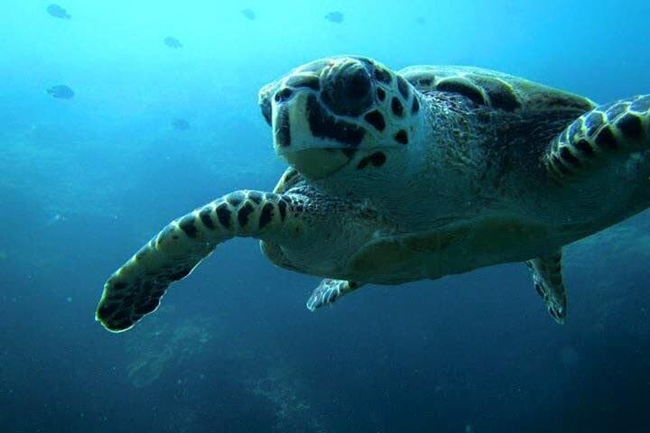 Discover Scuba Diving at Qantab Beach — Introductory PADI Experience Near Muscat