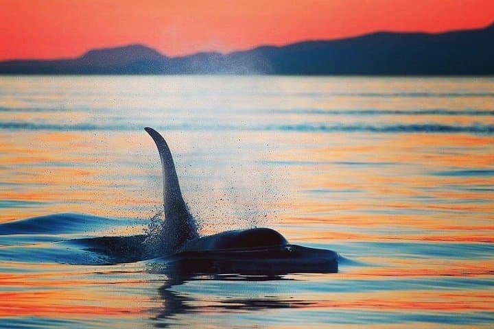 Sunset Whale and Wildlife Adventure in Cowichan Bay — Salish Sea Evening Cruise