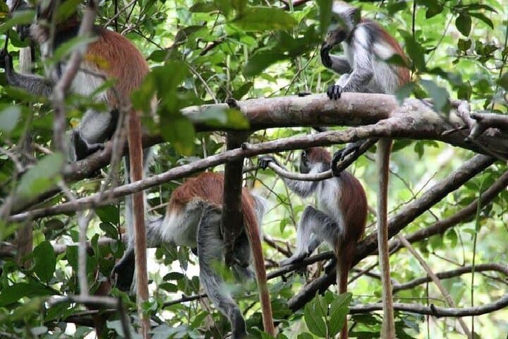 Full-Day Stone Town, Spice Farms & Jozani Forest: Zanzibar’s Cultural and Wild Highlights