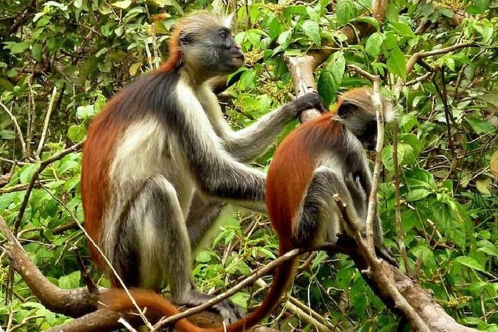 Full-Day Stone Town, Spice Farms & Jozani Forest: Zanzibar’s Cultural and Wild Highlights photo 2