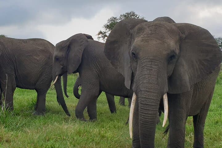 2-Day Mikumi National Park Safari from Dar es Salaam or Zanzibar photo 6