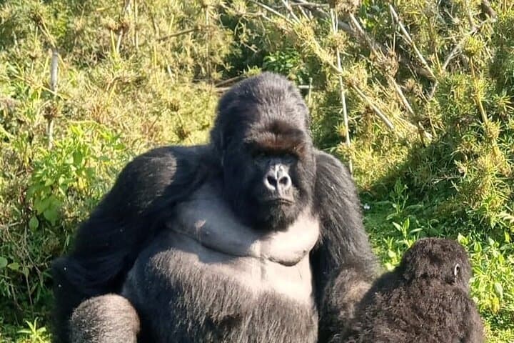 3-Day Mgahinga Mountain Gorilla Trek: Track Gorillas Near the Equator