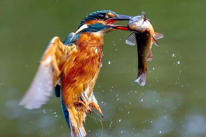 3-Day Private Birding Experience at Lake Bunyonyi, Uganda — Birdwatching Tour