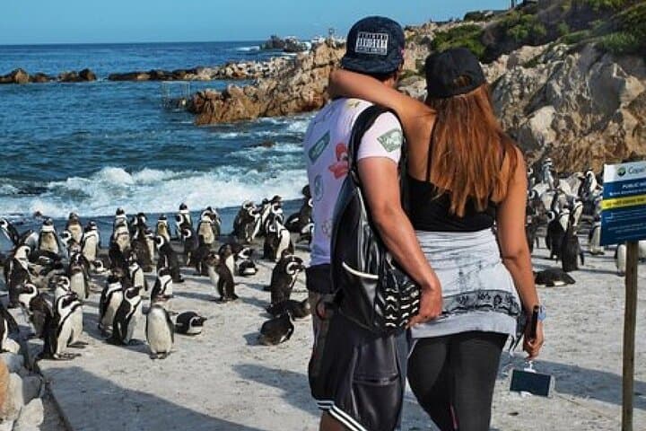 Cape Point & Boulders Beach Private Tour — Penguins, Chapman's Peak and Coastal Views photo 2