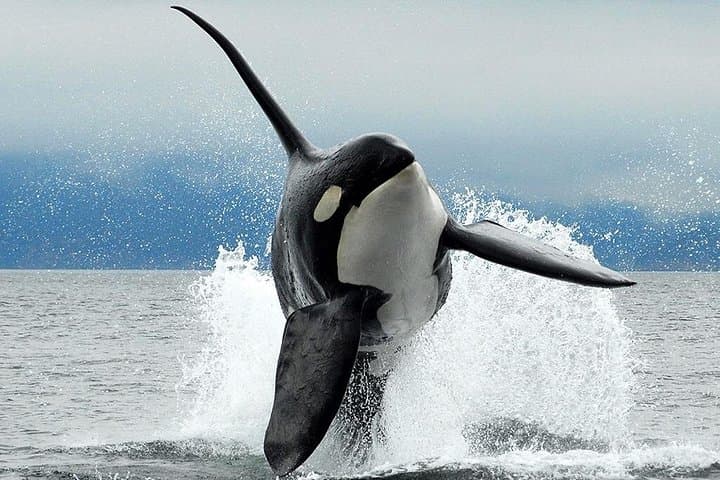 Parksville Half-Day Whale and Wildlife Adventure in the Salish Sea
