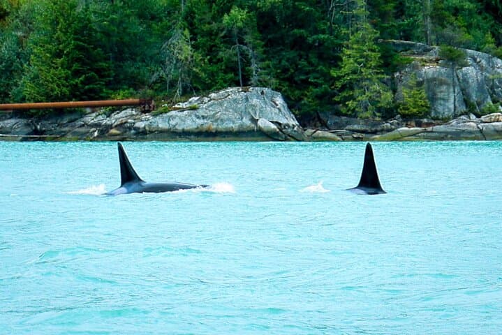 Sailing Howe Sound: An Afternoon Adventure from Squamish to Stunning Fjords photo 4