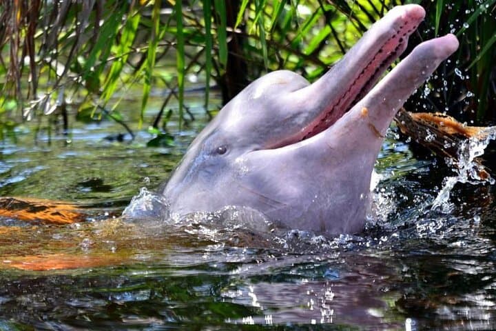 Iquitos 4-Day Amazon Jungle Tour — Dolphins, Canopy & Indigenous Community Visits