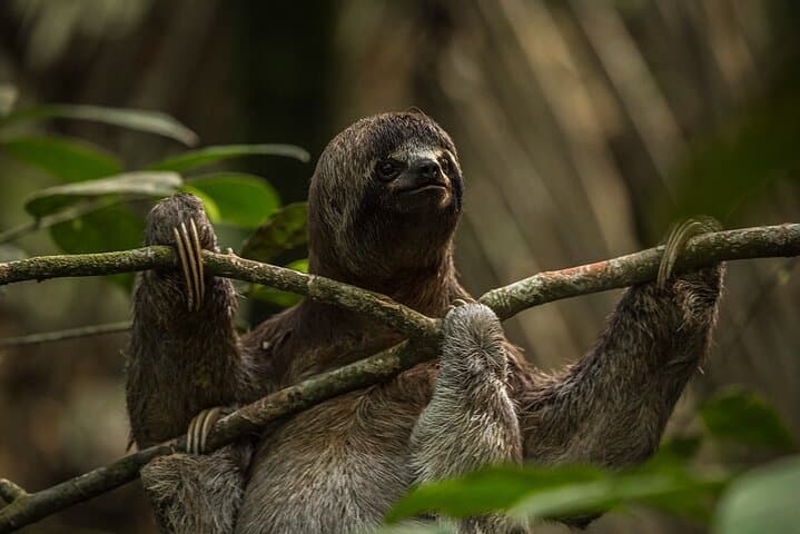 Iquitos 4-Day Amazon Jungle Tour — Dolphins, Canopy & Indigenous Community Visits photo 3