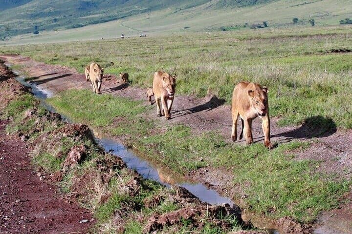 2-Day Tarangire and Ngorongoro Safari from Zanzibar photo 2