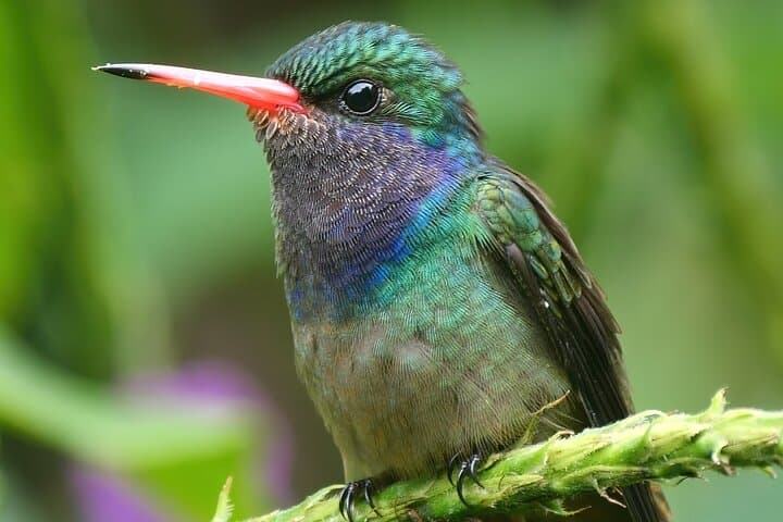 3-Day Private Birding Experience at Lake Bunyonyi, Uganda — Birdwatching Tour photo 2