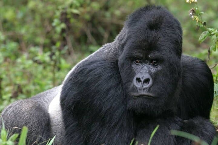 3-Day Mgahinga Mountain Gorilla Trek: Track Gorillas Near the Equator photo 3