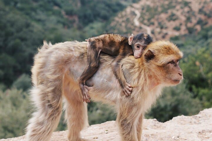 Chasing Ouzoud: Private Day Trip from Marrakech to North Africa's Highest Waterfall photo 4