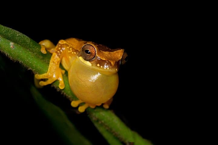 Arenal Oasis Night Walk: Frog Sanctuary Night Tour in La Fortuna photo 6