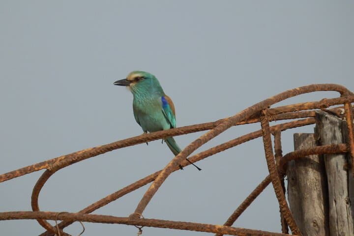 Birdwatching in The Gambia: Half-Day Forest and Wetland Tours photo 4