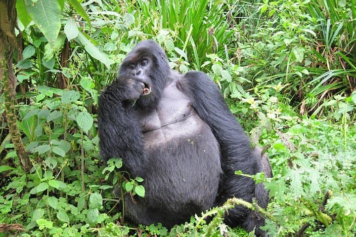 5-Day Uganda Safari and Gorilla Trekking in Bwindi and Lake Bunyonyi photo 1